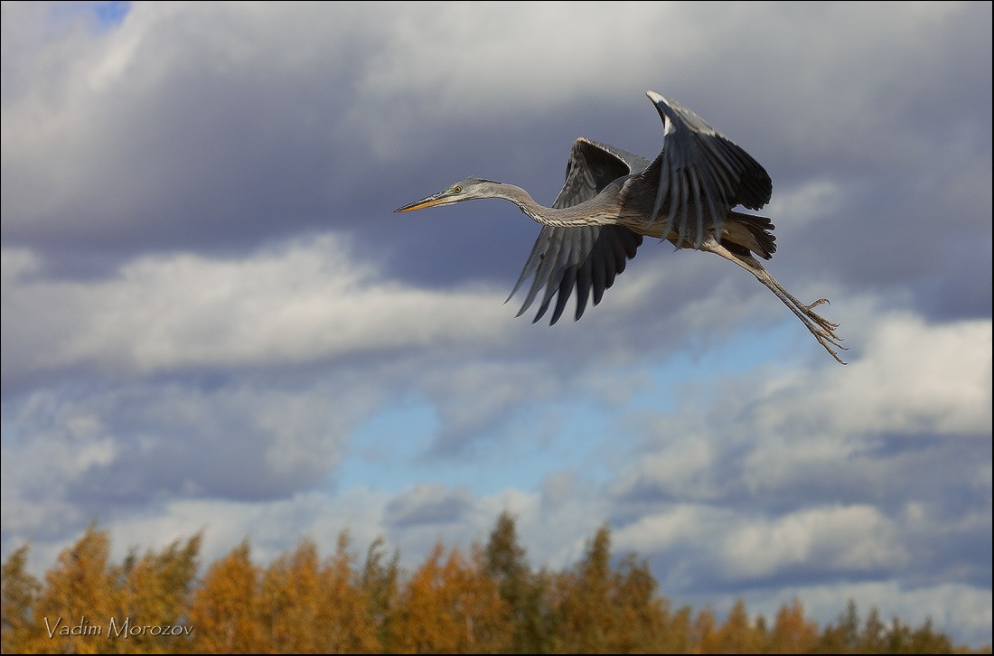 истов птицы слушать